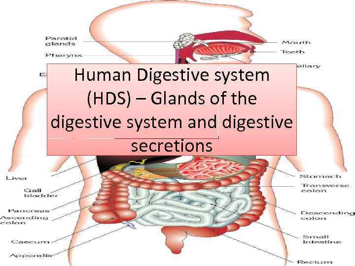 Human Digestive system (HDS) – Glands of the digestive system and digestive secretions 