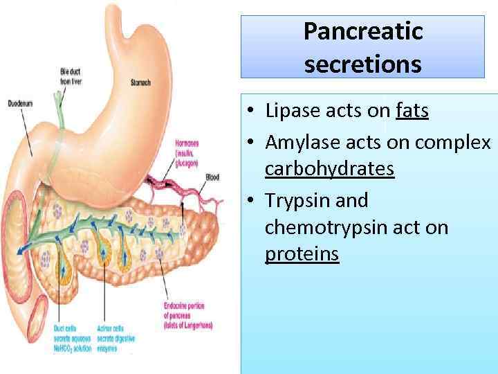 Pancreatic secretions • Lipase acts on fats • Amylase acts on complex carbohydrates •