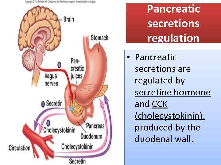 Pancreatic secretions regulation • Pancreatic secretions are regulated by secretine hormone and CCK (cholecystokinin),