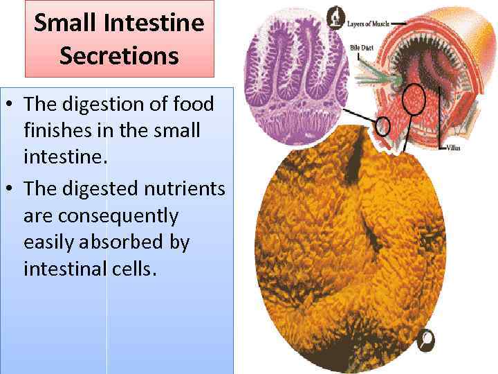 Small Intestine Secretions • The digestion of food finishes in the small intestine. •