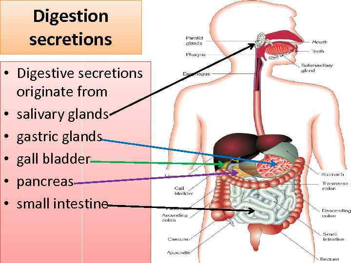 Digestion secretions • Digestive secretions originate from • salivary glands • gastric glands •