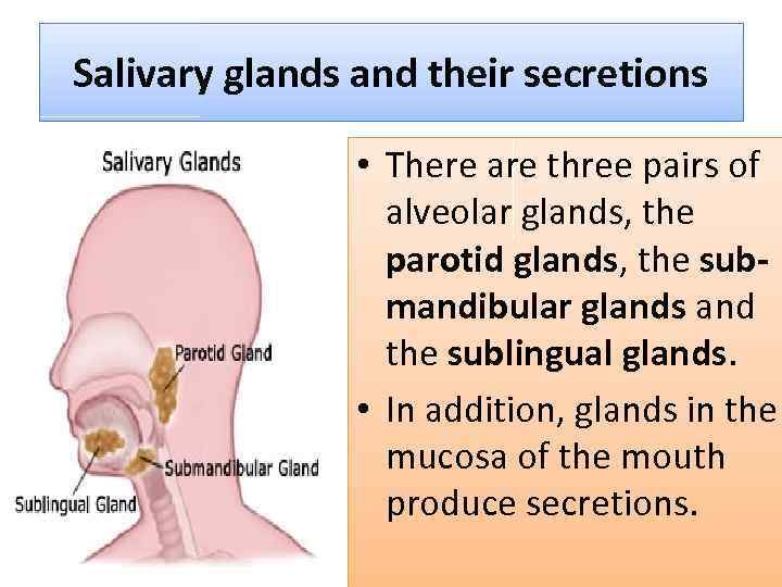 Salivary glands and their secretions • There are three pairs of alveolar glands, the