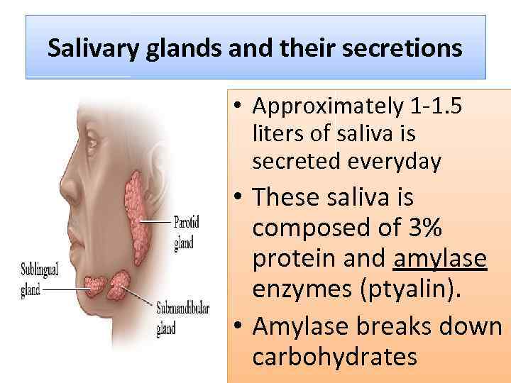 Salivary glands and their secretions • Approximately 1 -1. 5 liters of saliva is