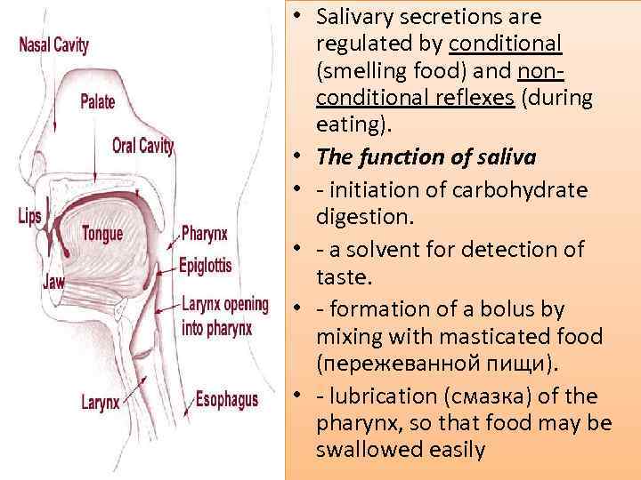  • Salivary secretions are regulated by conditional (smelling food) and nonconditional reflexes (during