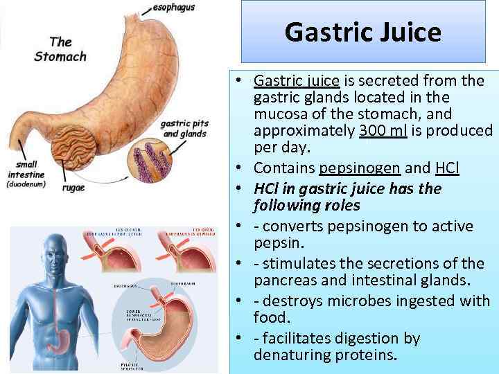 Human Digestive system HDS Glands of the