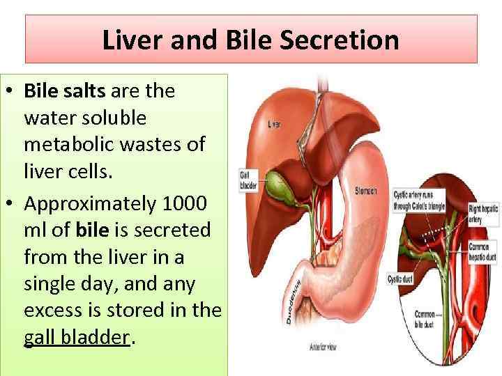 Liver and Bile Secretion • Bile salts are the water soluble metabolic wastes of