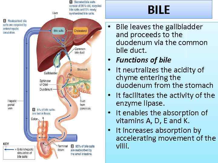 BILE • Bile leaves the gallbladder and proceeds to the duodenum via the common