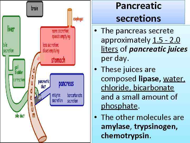 Pancreatic secretions • The pancreas secrete approximately 1. 5 - 2. 0 liters of