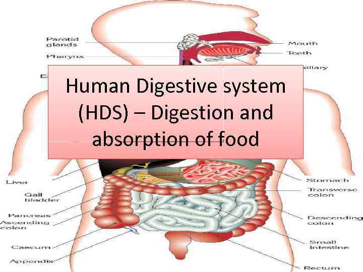 Human Digestive system HDS Digestion and absorption