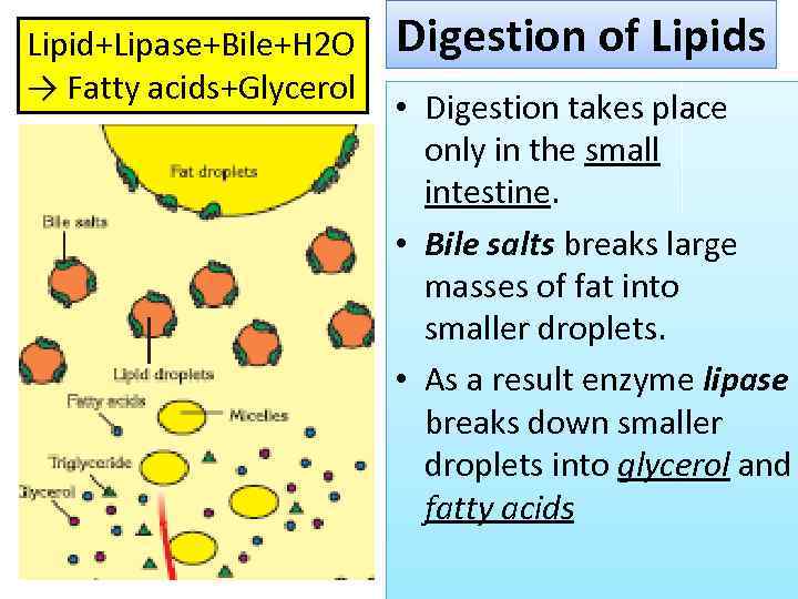 Lipid+Lipase+Bile+H 2 O → Fatty acids+Glycerol Digestion of Lipids • Digestion takes place only