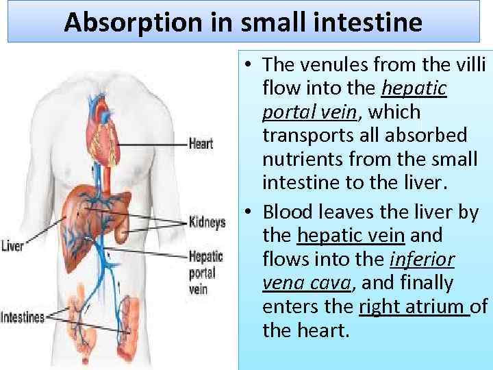 Absorption in small intestine • The venules from the villi flow into the hepatic