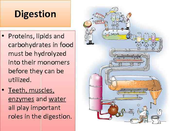 Digestion • Proteins, lipids and carbohydrates in food must be hydrolyzed into their monomers