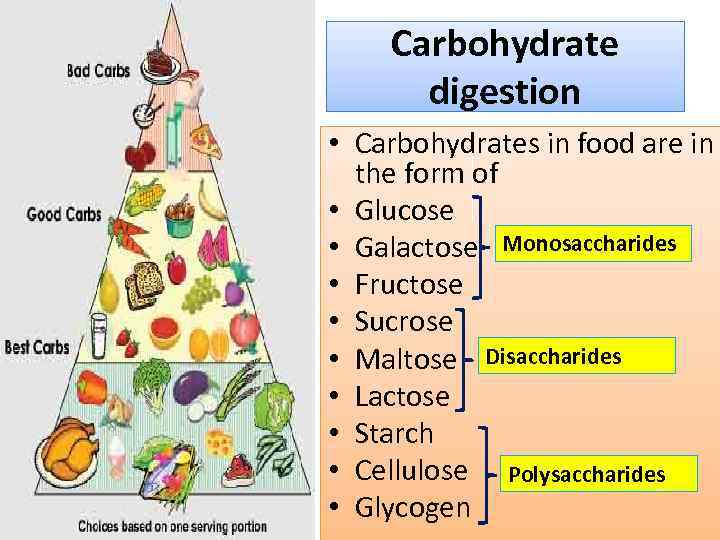 Carbohydrate digestion • Carbohydrates in food are in the form of • Glucose •