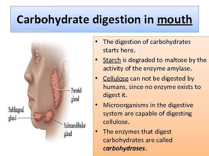 Carbohydrate digestion in mouth • The digestion of carbohydrates starts here. • Starch is