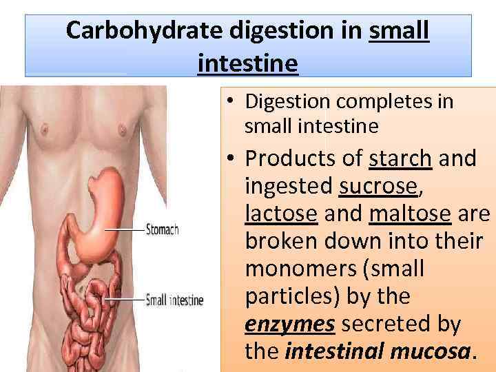 Carbohydrate digestion in small intestine • Digestion completes in small intestine • Products of