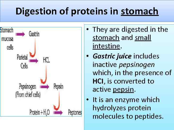 Digestion of proteins in stomach • They are digested in the stomach and small