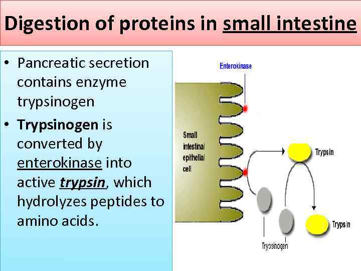 Digestion of proteins in small intestine • Pancreatic secretion contains enzyme trypsinogen • Trypsinogen