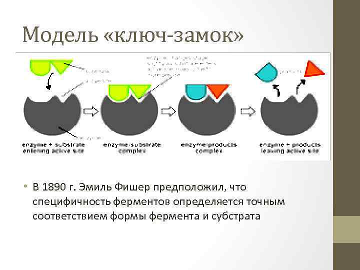 Модель «ключ-замок» • В 1890 г. Эмиль Фишер предположил, что специфичность ферментов определяется точным