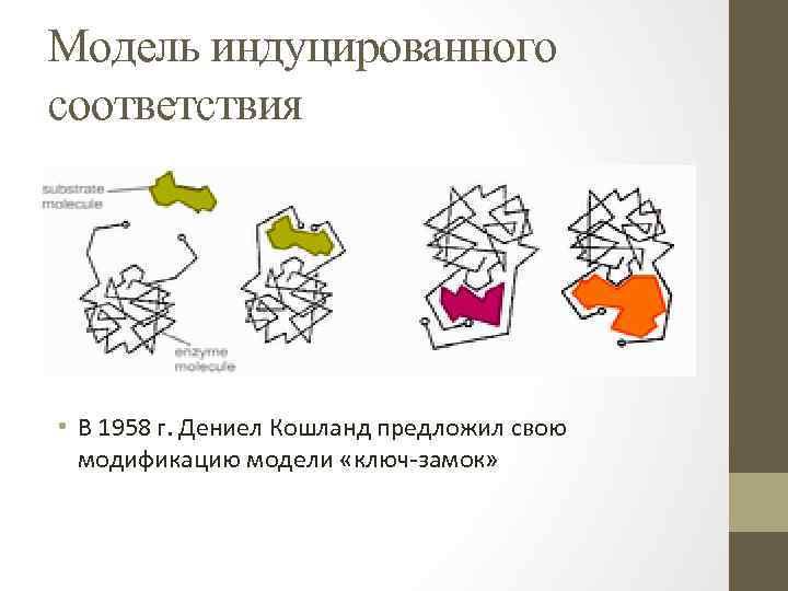 Модель индуцированного соответствия • В 1958 г. Дениел Кошланд предложил свою модификацию модели «ключ-замок»