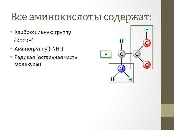 Все аминокислоты содержат: • Карбоксильную группу (-COOH) • Аминогруппу (-NH 2) • Радикал (остальная