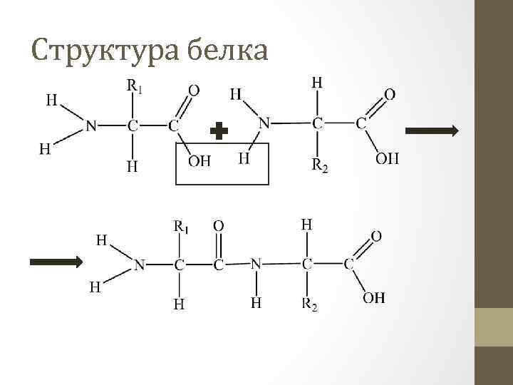 Структура белка 