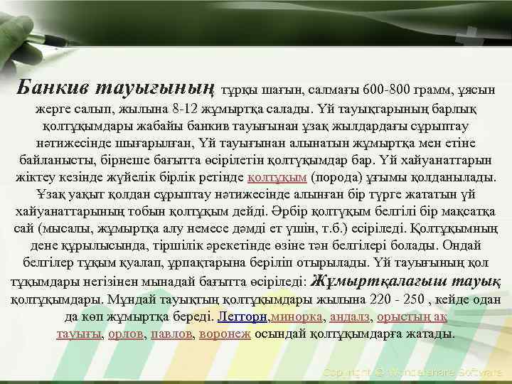 Банкив тауығының тұрқы шағын, салмағы 600 -800 грамм, ұясын жерге салып, жылына 8 -12