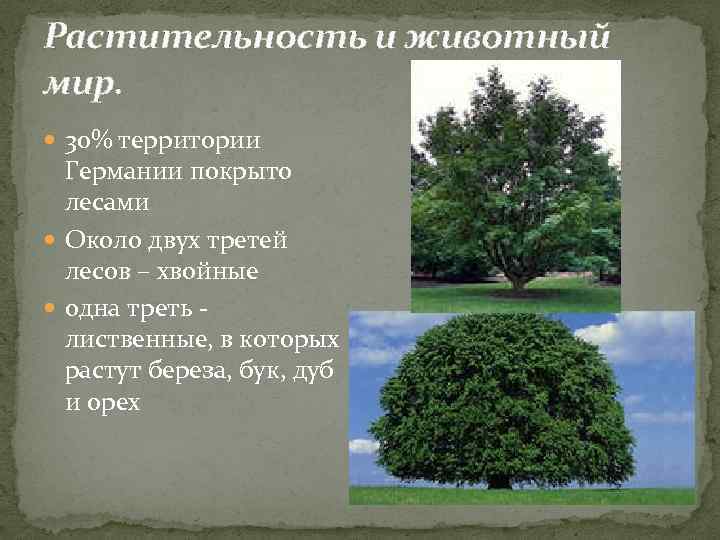 Растительность и животный мир. 30% территории Германии покрыто лесами Около двух третей лесов –
