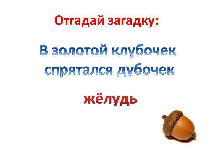 Отгадай загадку: жёлудь 