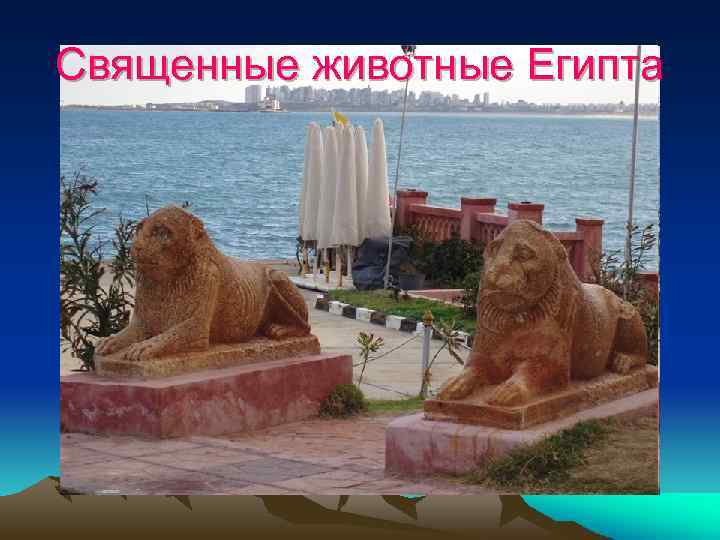 Священные животные Египта 