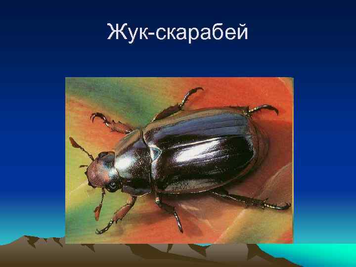 Жук-скарабей 