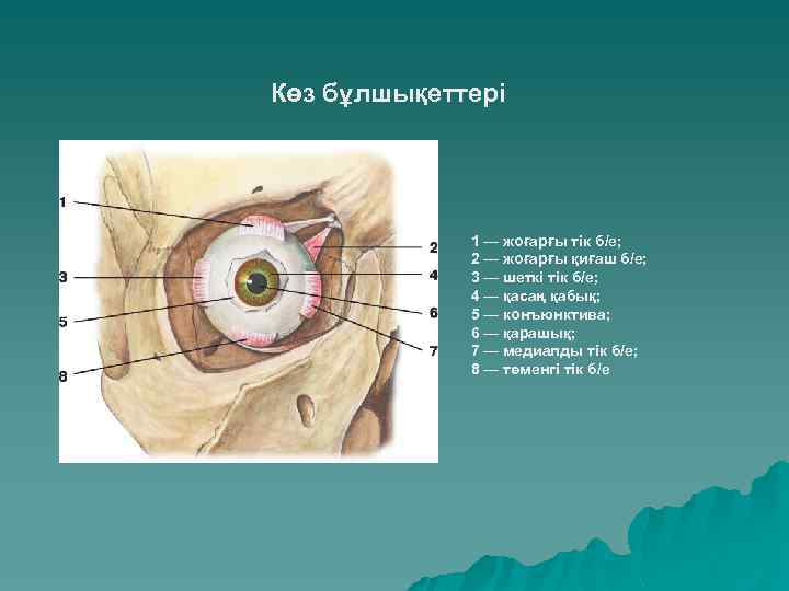 Көз бұлшықеттері 1 — жоғарғы тік б/е; 2 — жоғарғы қиғаш б/е; 3 —