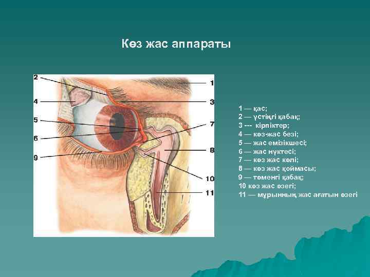 Көз жас аппараты 1 — қас; 2 — үстіңгі қабақ; 3 --- кірпіктер; 4
