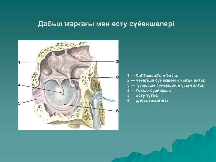 Дабыл жарғағы мен есту сүйекшелері 1 — балғашықтың басы; 2 — үзеңгіше сүйекшенің қысқа