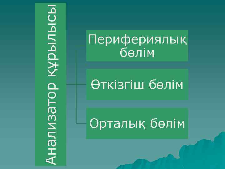 Анализатор құрылысы Перифериялық бөлім Өткізгіш бөлім Орталық бөлім 