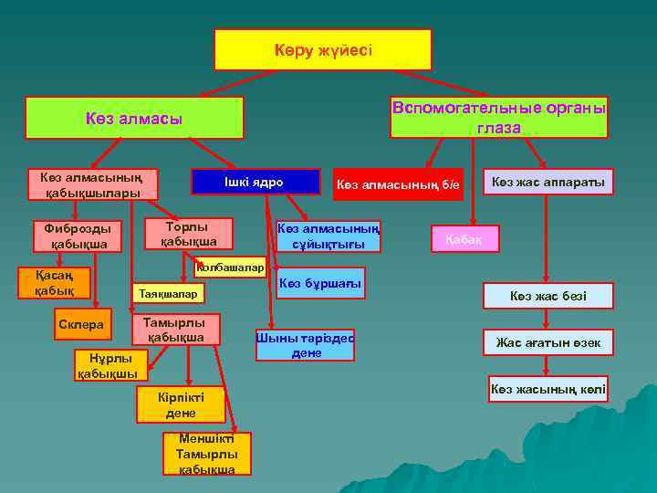 Көру жүйесі Вспомогательные органы глаза Көз алмасының қабықшылары Фиброзды қабықша Ішкі ядро Торлы қабықша