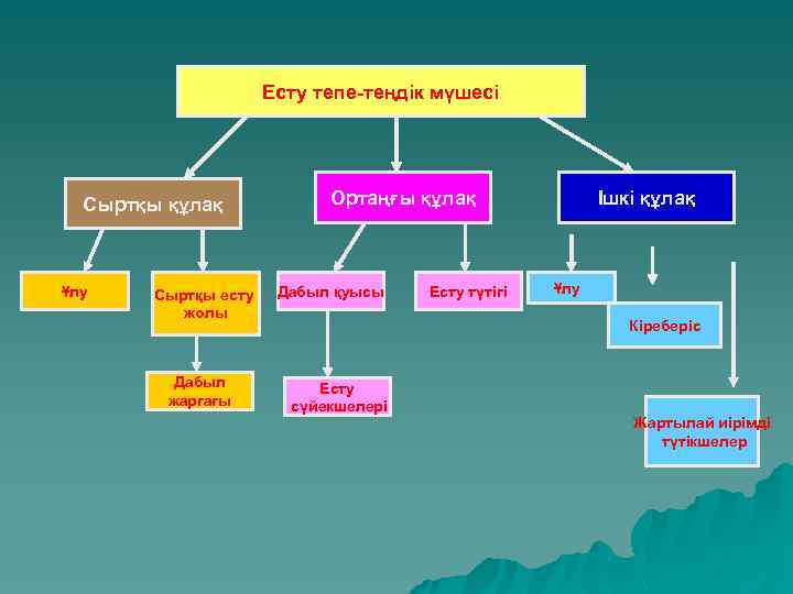 Есту тепе-теңдік мүшесі Сыртқы құлақ Ұлу Сыртқы есту жолы Дабыл жарғағы Ортаңғы құлақ Дабыл