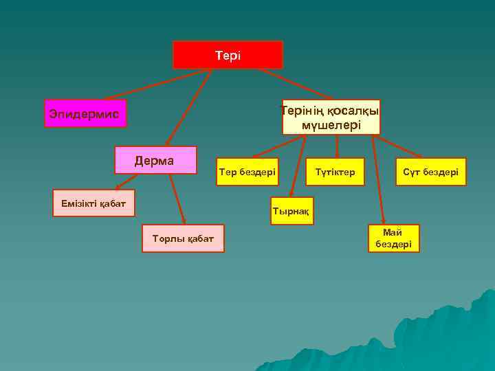 Терінің қосалқы мүшелері Эпидермис Дерма Емізікті қабат Тер бездері Түтіктер Сүт бездері Тырнақ Торлы