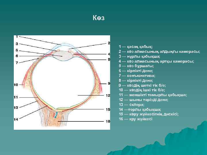 Көз 1 — қасаң қабық; 2 — көз алмасының алдыңғы камерасы; 3 — нұрлы