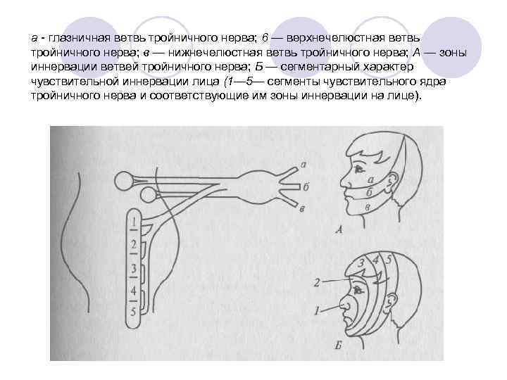 а глазничная ветвь тройничного нерва; 6 — верхнечелюстная ветвь тройничного нерва; в — нижнечелюстная