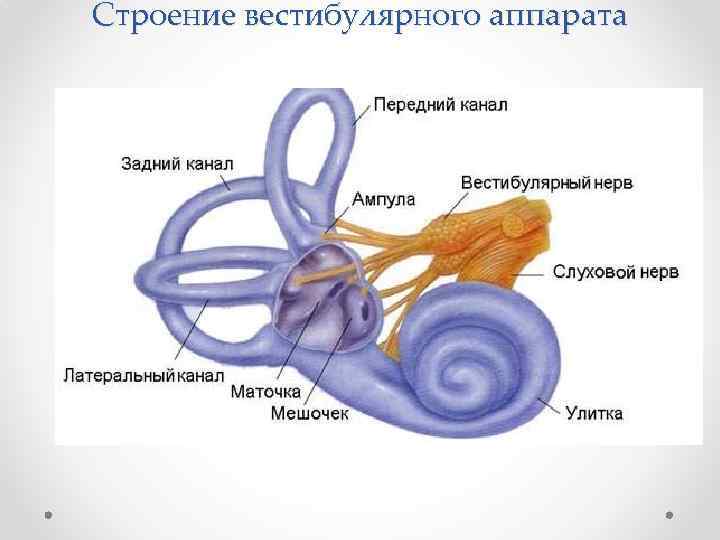 Строение вестибулярного аппарата 