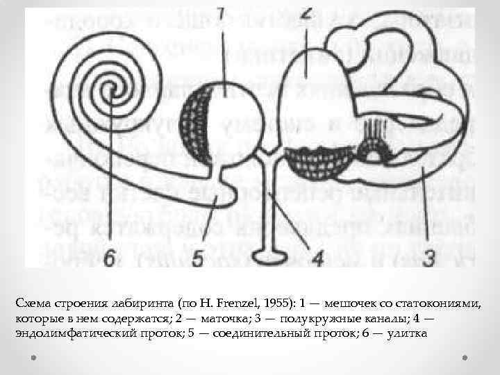 Схема строения лабиринта (по Н. Frenzel, 1955): 1 — мешочек со статокониями, которые в