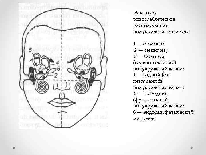 Анатомотопографическое расположение полукружных каналов: 1 — столбик; 2 — мешочек; 3 — боковой (горизонтальный)