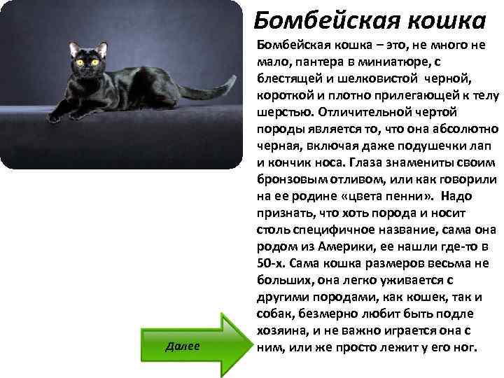Черная кошка содержание. Бомбейская кошка описание. Бомбейская кошка описание породы. Рассказ про кошку. Бомбей порода кошек описание.