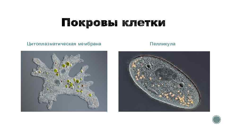 Цитоплазматическая мембрана Пелликула 