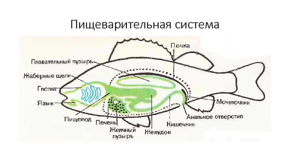 Пищеварительная система • Рот→глотка → желудок →(двенадцатиперстная кишка является частью тонкой кишки!)+пилорические выросты →