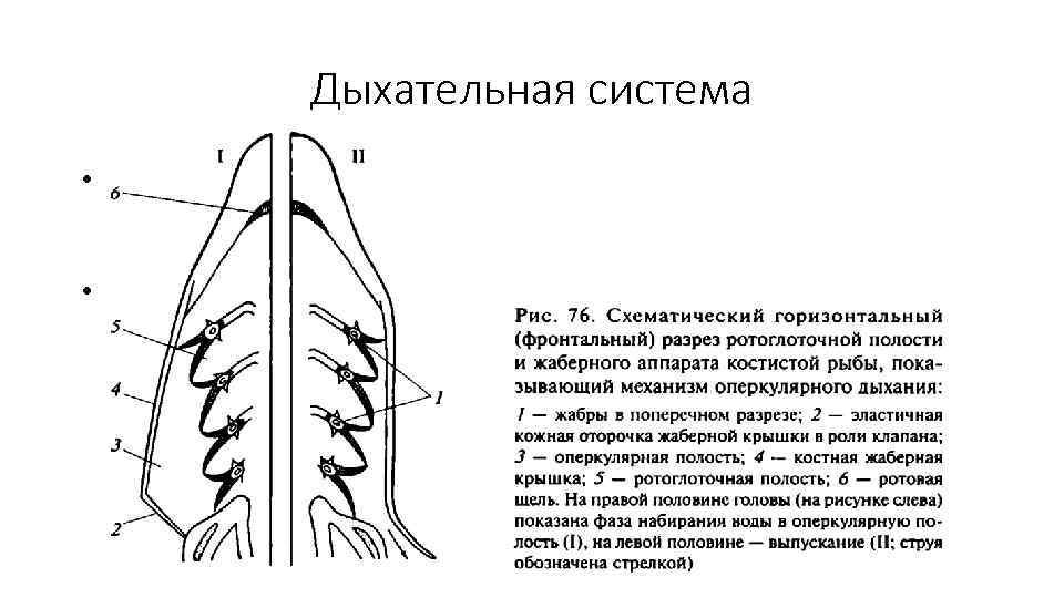 Дыхательная система • Первые 4 жаберные дуги несут по полной жабре, на жаберной крышке