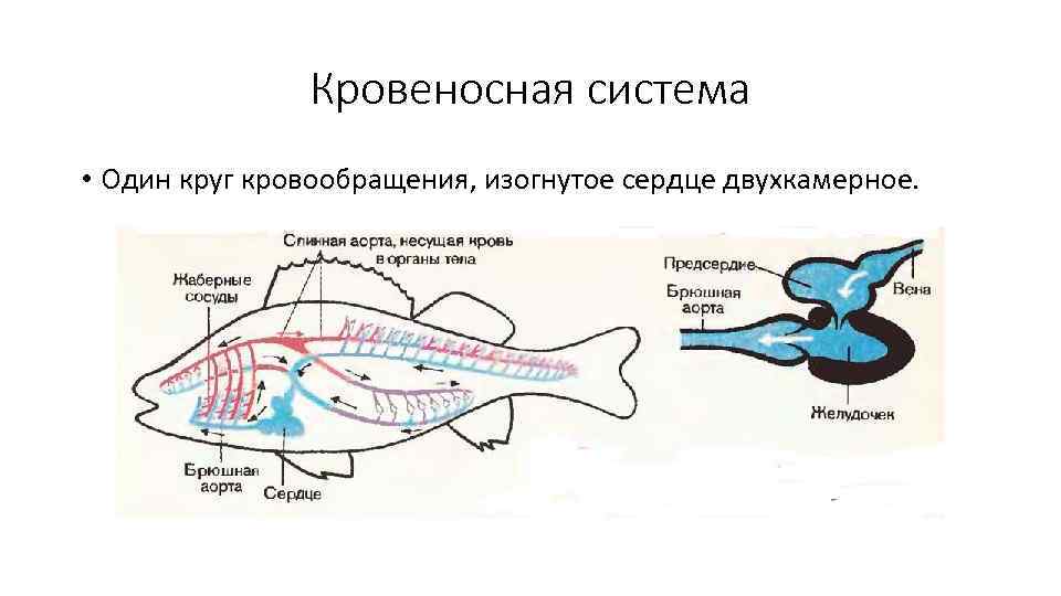 Кровеносная система • Один круг кровообращения, изогнутое сердце двухкамерное. 