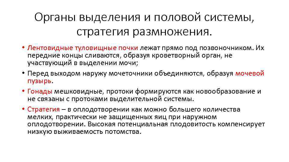 Органы выделения и половой системы, стратегия размножения. • Лентовидные туловищные почки лежат прямо под