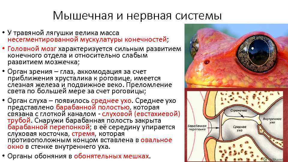 Мышечная и нервная системы • У травяной лягушки велика масса несегментированной мускулатуры конечностей; •