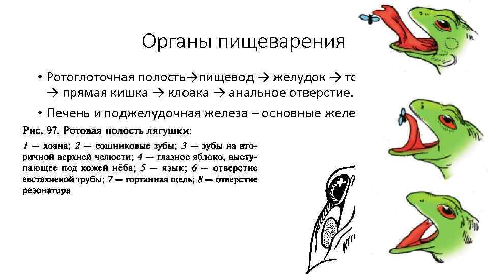 Органы пищеварения • Ротоглоточная полость→пищевод → желудок → тонкий кишечник → прямая кишка →